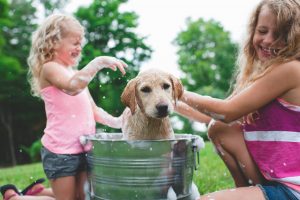 Economie d'eau : récupérer l'eau du bain du chien pour arroser votre jardin dans le vexin - alliance verte