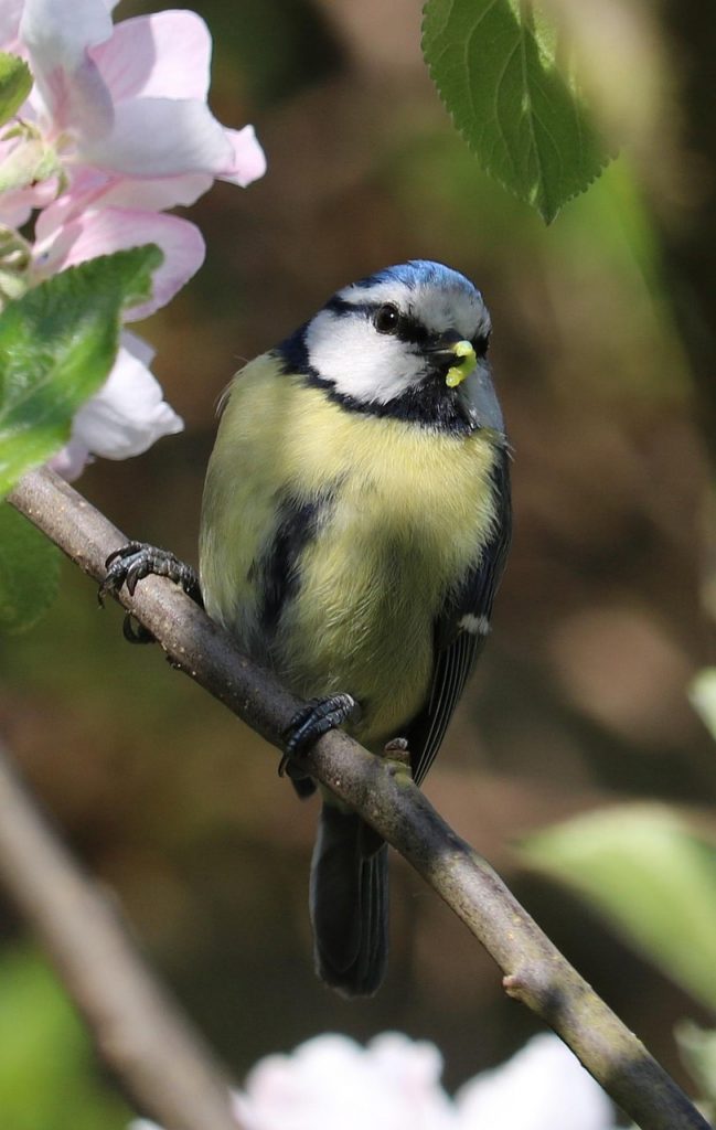 Mésange bleue traitement curatif et traitement préventif infestation chenilles processionnaires - Alliance Verte