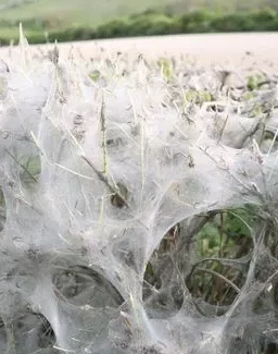 chenilles tisseuses de toiles ont envahi les buissons d'un espace vert - les solutions d'Alliance Verte, paysagiste dans le Val d'Oise
