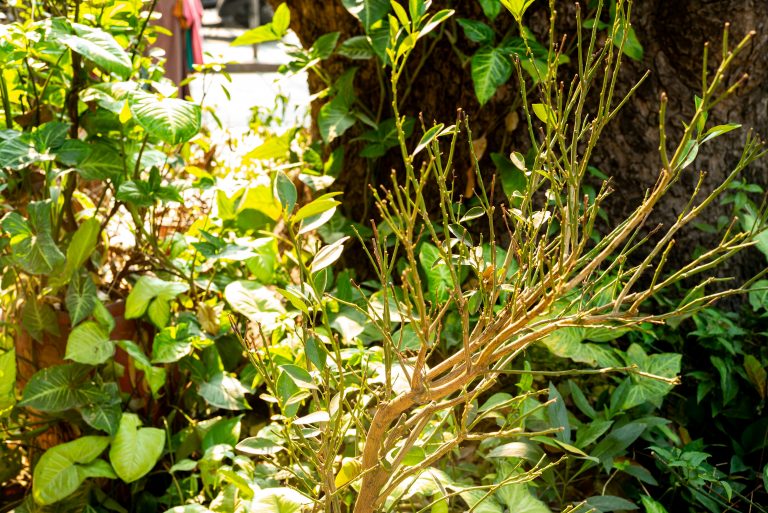 chenilles tisseuses de toiles ont mangé toutes les feuilles d'un buisson d'un espace vert - les solutions d'Alliance Verte, paysagiste dans le Val d'Oise