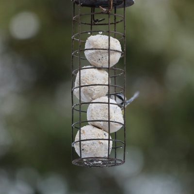 boules de graisse pour les mésanges, prédateur naturel des insectes nuisibles - alliance verte