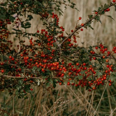 Type de buisson ou d'arbuste que les chenilles tisseuses de toiles mangent - solutions par Alliance Verte, paysagiste dans le Val d'Oise