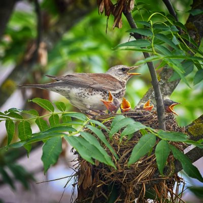 Biodiversité RSE oiseau dans son nid alliance verte val-d'oise