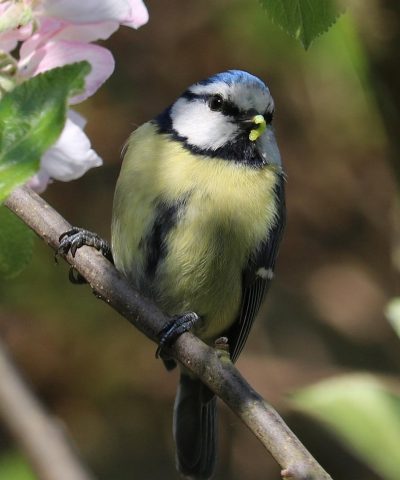 Mésange bleue traitement curatif et traitement préventif infestation chenilles processionnaires - Alliance Verte