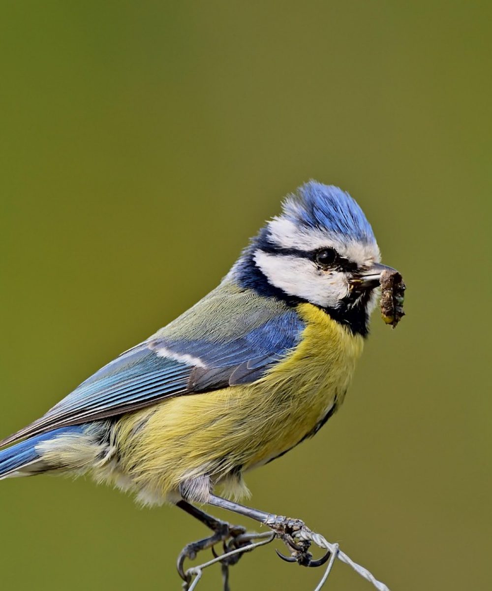 Mésange bleue traitement curatif et traitement préventif infestation chenilles processionnaires - Alliance Verte