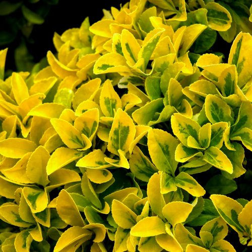 Type de buisson ou d'arbuste que les chenilles tisseuses de toiles mangent - solutions par Alliance Verte, paysagiste dans le Val d'Oise