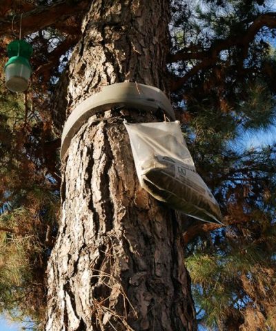 traitement curatif chenille processionnaire - Alliance Verte