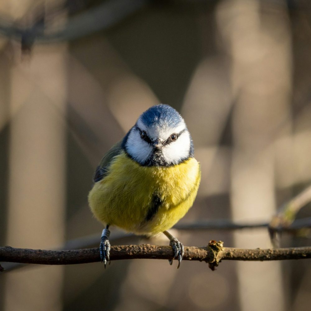 mésange prédateur naturel des insectes - alliance verte