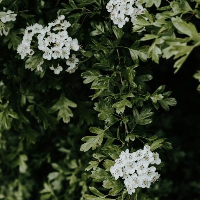 Type de buisson ou d'arbuste que les chenilles tisseuses de toiles mangent - solutions par Alliance Verte, paysagiste dans le Val d'Oise